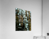 Owl Acrylic Print