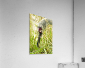 Sandhill Crane Acrylic Print