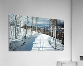 Cat Tracks Acrylic Print