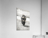 Bison B&W Acrylic Print
