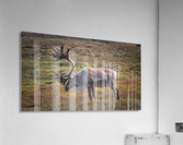 Alaskan Caribou  Acrylic Print