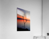 Solitude Acrylic Print