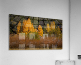 Hope Valley Aspens with Shrubs Acrylic Print