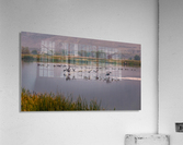 Geese Taking Off-Cool Acrylic Print