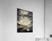 Water Lily Acrylic Print