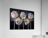 Allium flowers  Acrylic Print