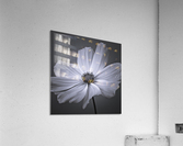 Cosmos flower  Acrylic Print