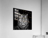 Blue eyes tiger face Acrylic Print