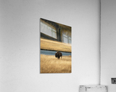 Bison River Acrylic Print