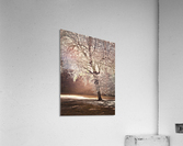 Autumn tree in sunlight Acrylic Print