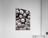 Dahlia Flowers, Full Frame  Acrylic Print