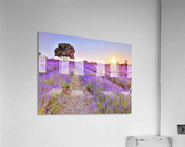 Lavender field at sunset  Acrylic Print