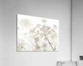 Cow parsley flower Acrylic Print