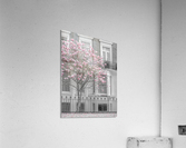 Magnolia tree outside house in London Acrylic Print