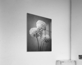 Three Dahlia flowers Acrylic Print