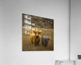 Highland Cows Acrylic Print