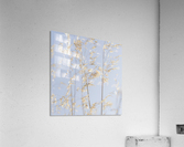 Panicle ripe Oats  Acrylic Print