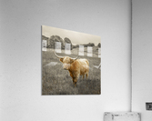 Highland Cows Acrylic Print