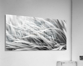Flowing Grass  Acrylic Print