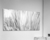 Flowing Grass Acrylic Print