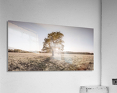 Sun shining through single tree Acrylic Print