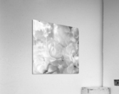 Roses  Acrylic Print