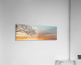Branches at sunset Acrylic Print