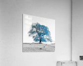 Tree on a hill, blue Acrylic Print