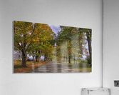 Tree Lined Road Acrylic Print