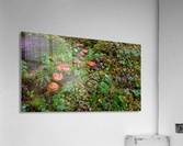 Mushrooms Acrylic Print
