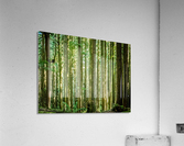 Straight and True  Acrylic Print