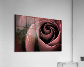 Rose Acrylic Print