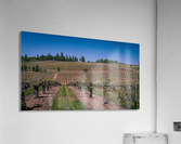 Lava Cap Vineyard Natural Acrylic Print