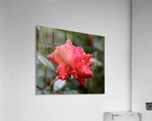 Morning Dew Acrylic Print