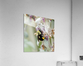 Bumblebee Acrylic Print