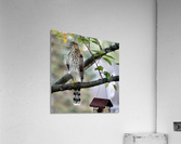 Young Hawk Acrylic Print