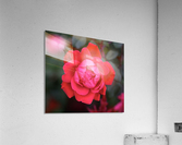 Rose Acrylic Print
