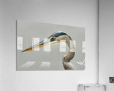 Great Blue Herron Acrylic Print