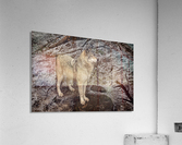 Grey Wolf Acrylic Print