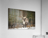 Caribou Acrylic Print