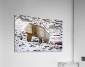 Sanglier Acrylic Print