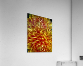 shiffon Acrylic Print