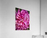 alice in wonderland  Acrylic Print
