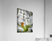 lily Acrylic Print