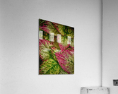 color leaves 2 Acrylic Print