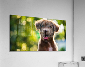 ESA Letter Acrylic Print