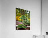 Japanese Garden Bonzai Portland   Acrylic Print