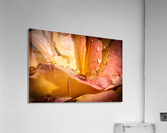 Rose Garden Portland  Acrylic Print