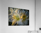 flower seven Acrylic Print