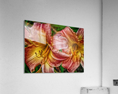 flower two Acrylic Print